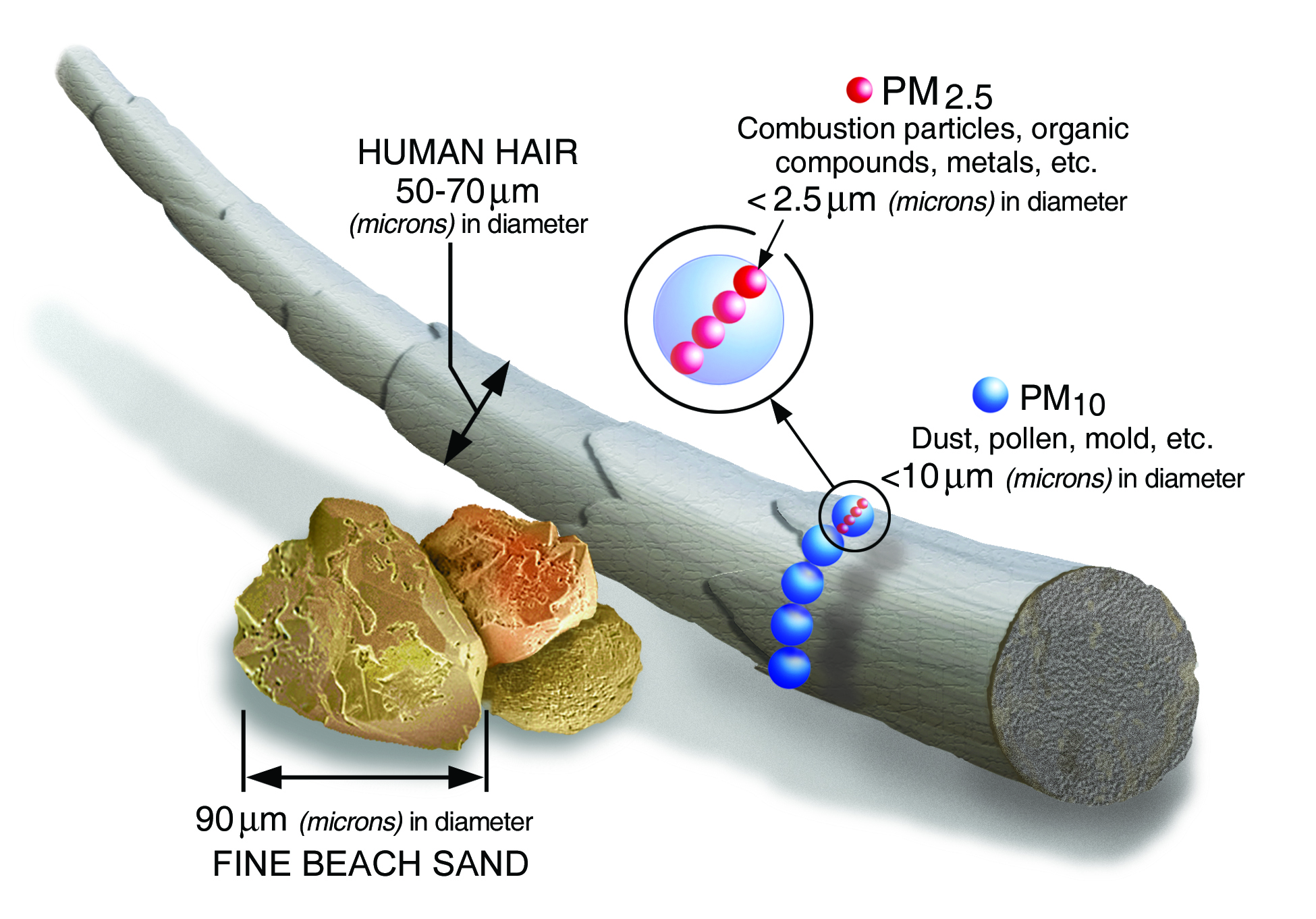 Size of PM2.5 compared to human hair and beach sand.
